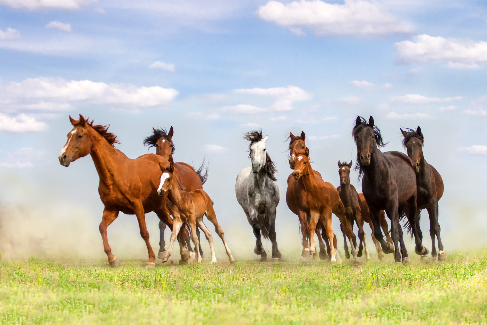 Horse herd run on spring pasture against blue sky